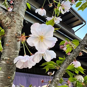Rinn Kamiebisu 3* Kyoto